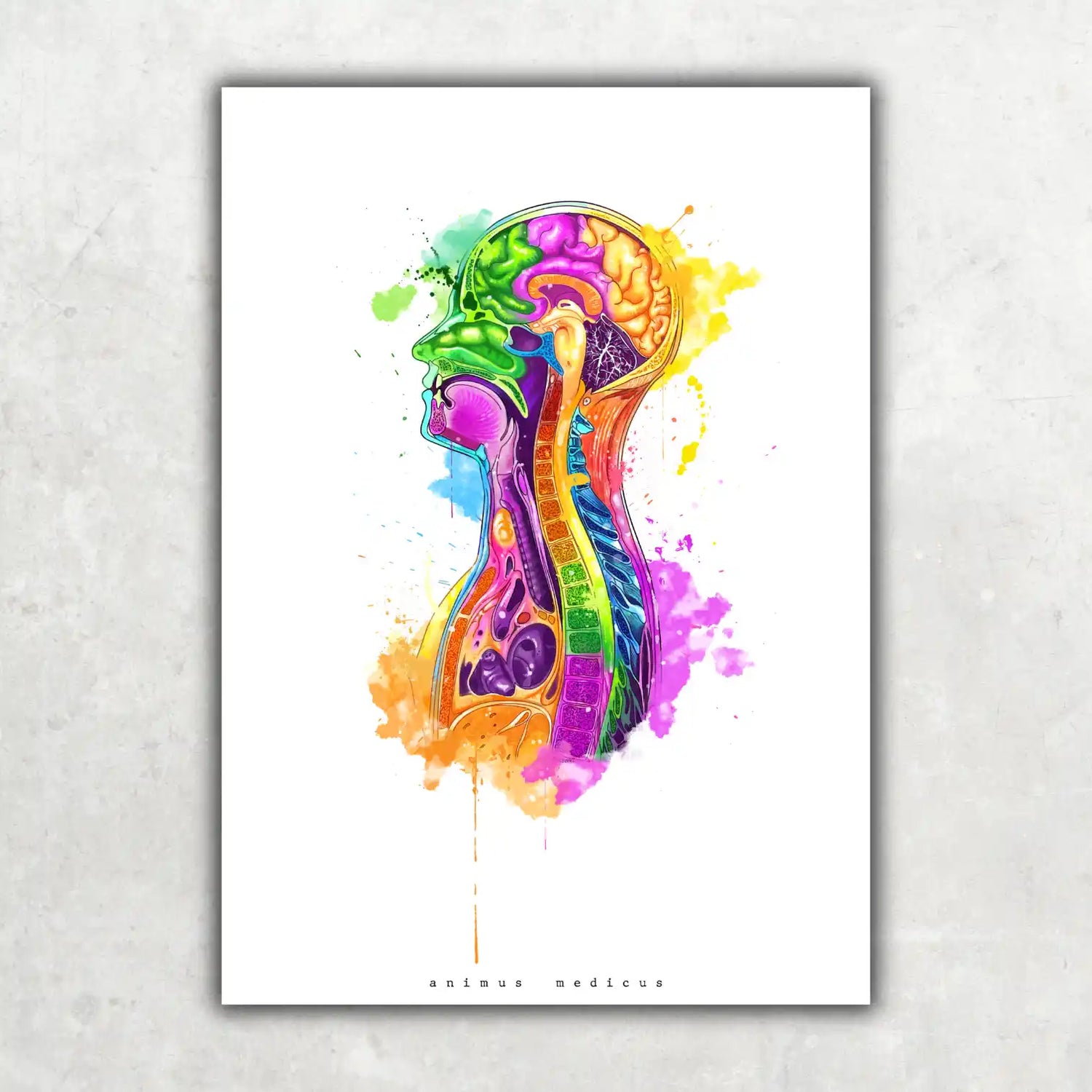 Thorax in Sagittal Section - Rainbow
