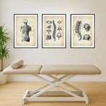 Back Anatomy Collection