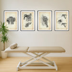 Shoulder Anatomy Collection