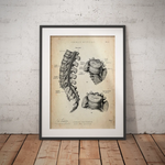 Herniated Disc Anatomy