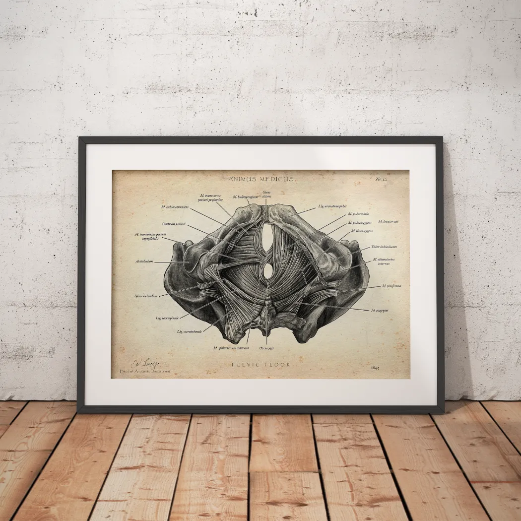 Pelvic Floor Muscles