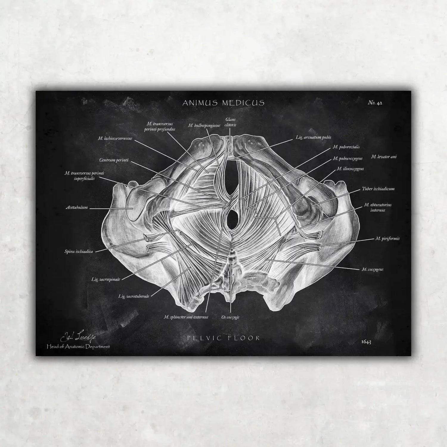 Beckenboden Muskulatur - Chalkboard - Animus Medicus GmbH