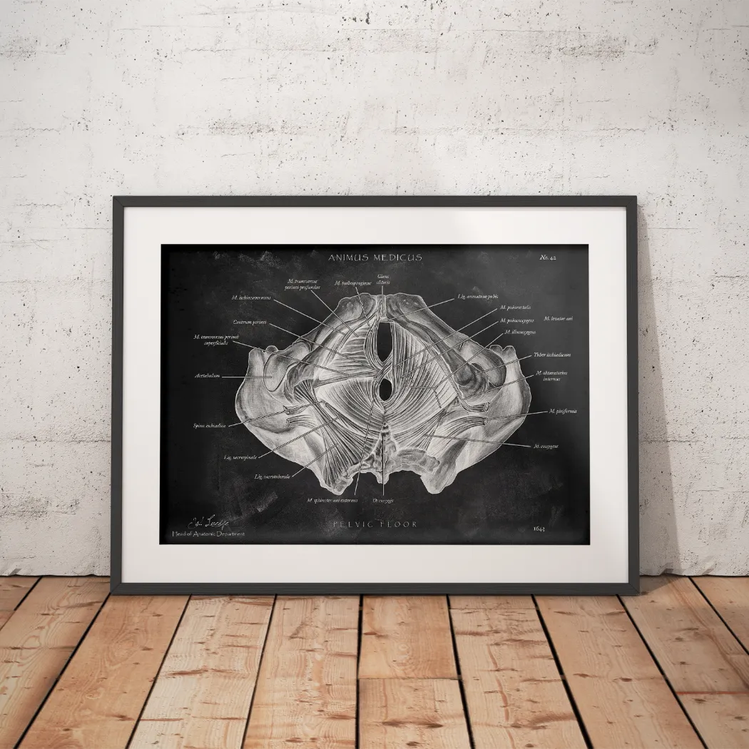 Pelvic floor muscles - Chalkboard