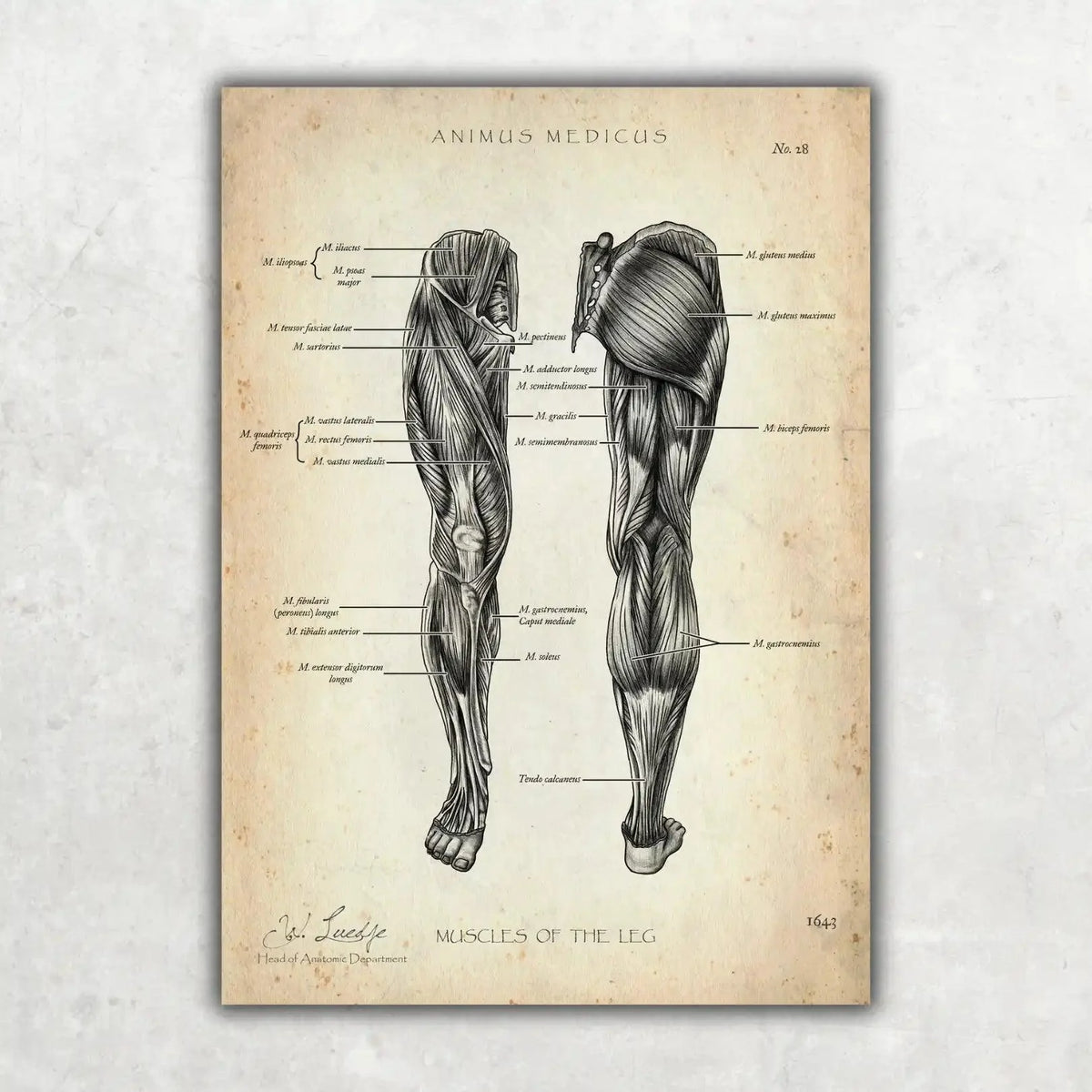 Beinmuskulatur Anatomie - Animus Medicus GmbH
