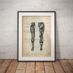 Leg Musculature Anatomy