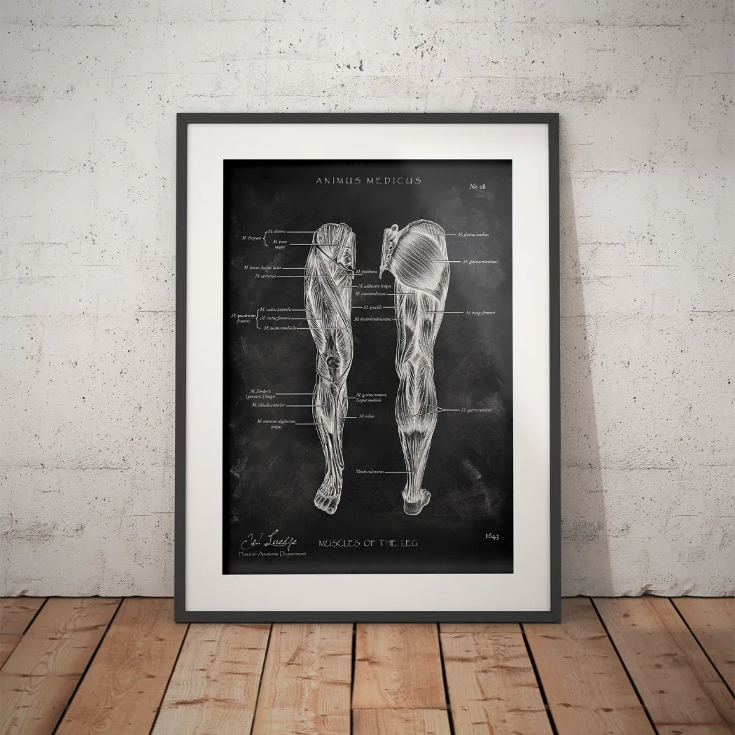 Leg Muscles Anatomy - Chalkboard