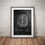 The Human Brain - Chalkboard