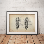 Foot Anatomy | Bones and Muscles