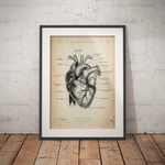 Heart Anatomy