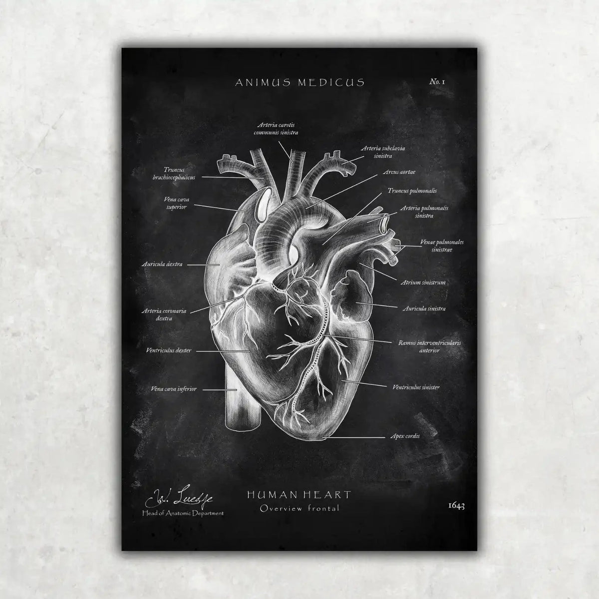 Herz Anatomie - Chalkboard - Animus Medicus GmbH