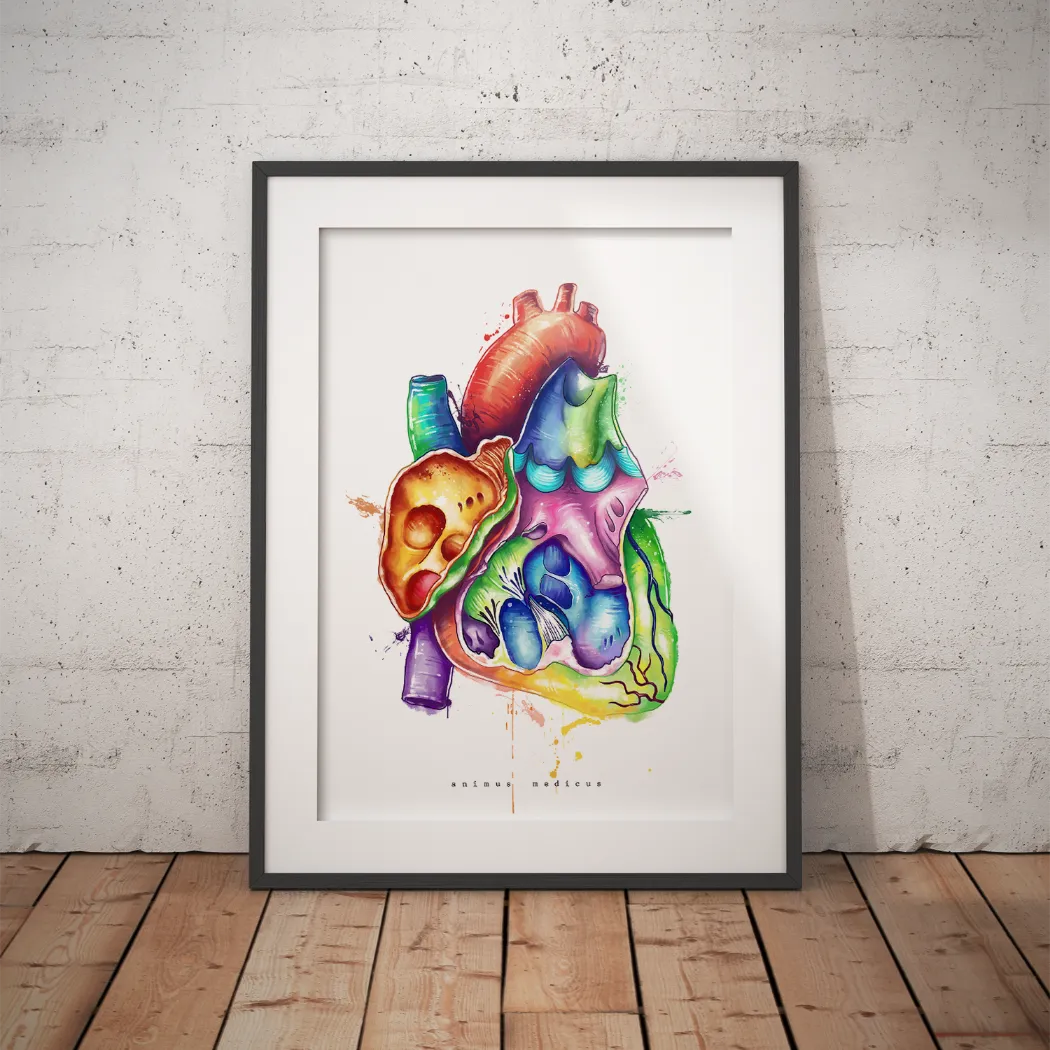 Heart in Cross Section Anatomy - Rainbow