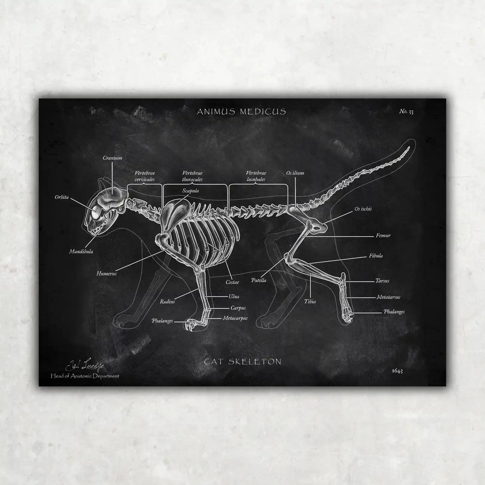 Cat anatomy poster of skeleton in chalk Animus Medicus Animus