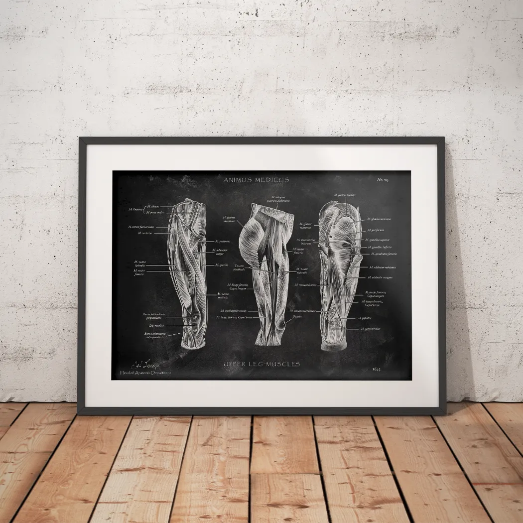 Thigh muscles - Chalkboard