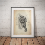 Rotator Cuff Anatomy