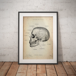 Skull Anatomy