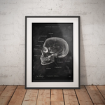 Skull Anatomy - Chalkboard