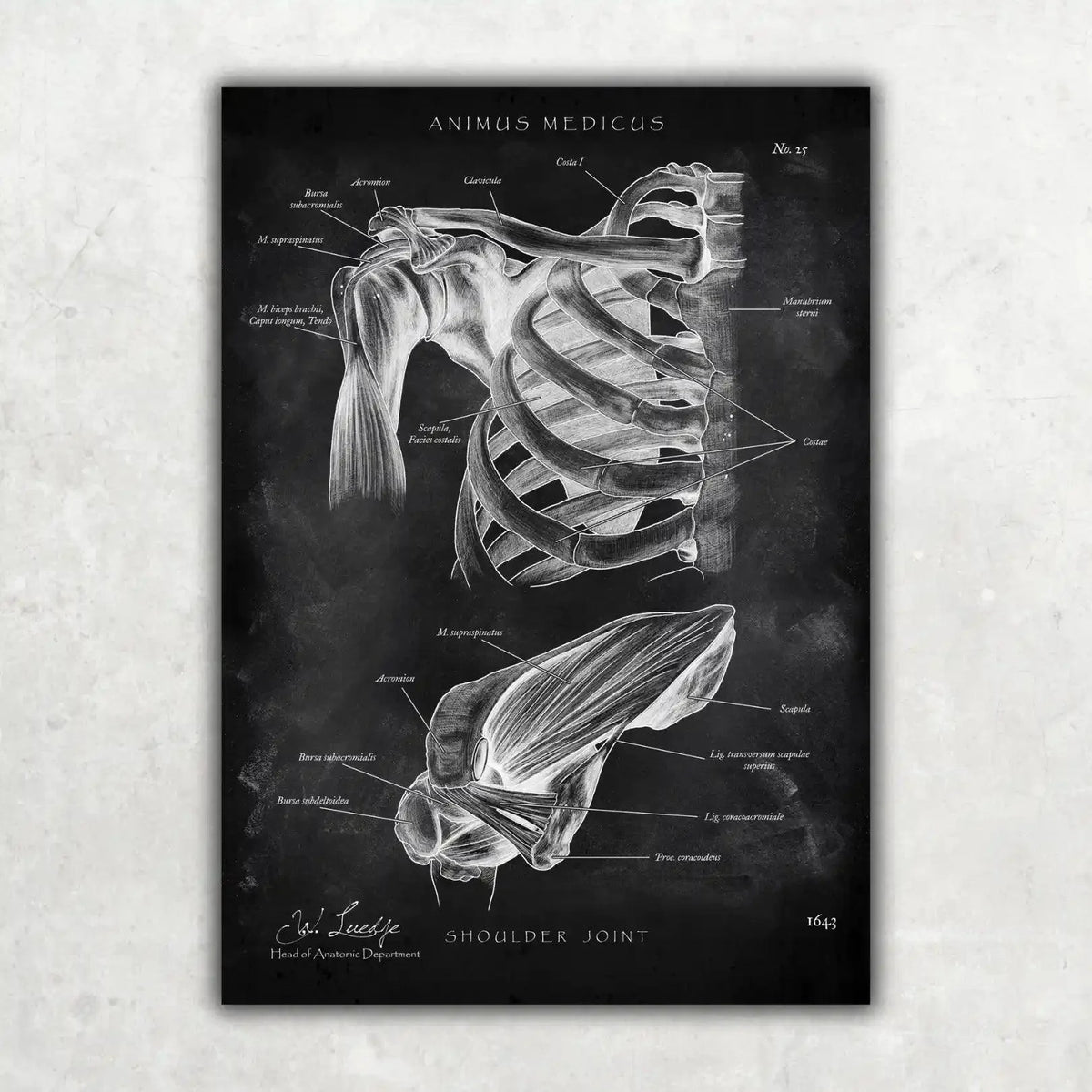 Schultergelenk Anatomie - Chalkboard - Animus Medicus GmbH