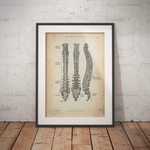 Spine | Structure and Anatomy