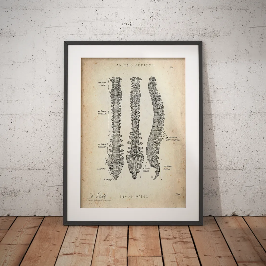 Spine | Structure and Anatomy