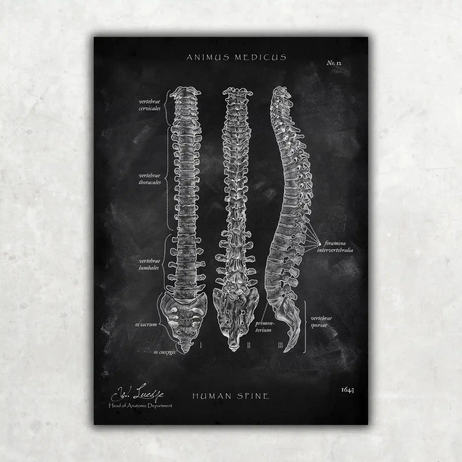 Wirbelsäule | Aufbau und Anatomie - Chalkboard - Animus Medicus GmbH