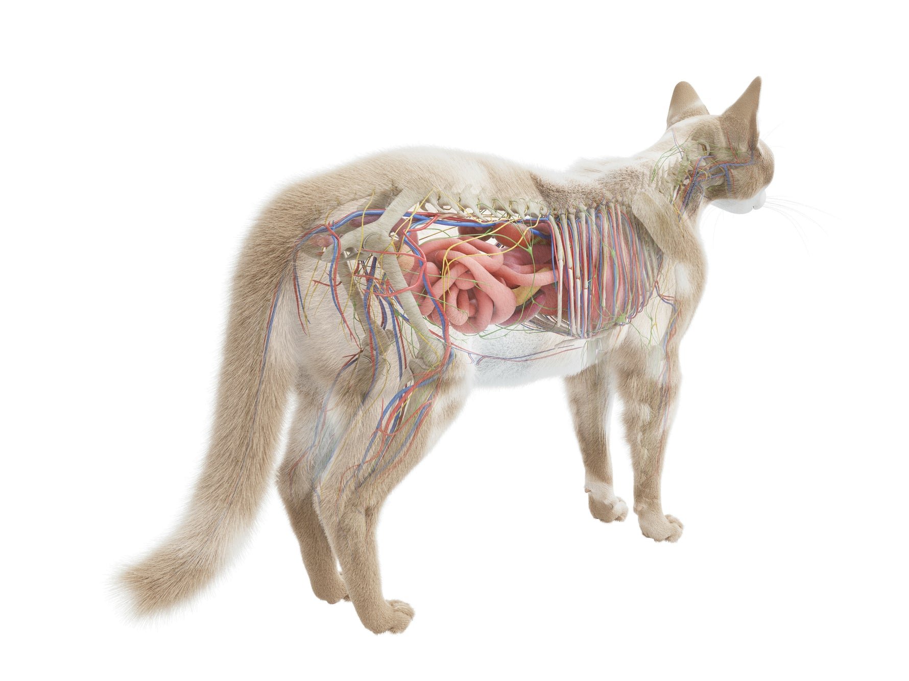 The Fascinating Anatomy of Cats: Essential Insights for Cat Owners