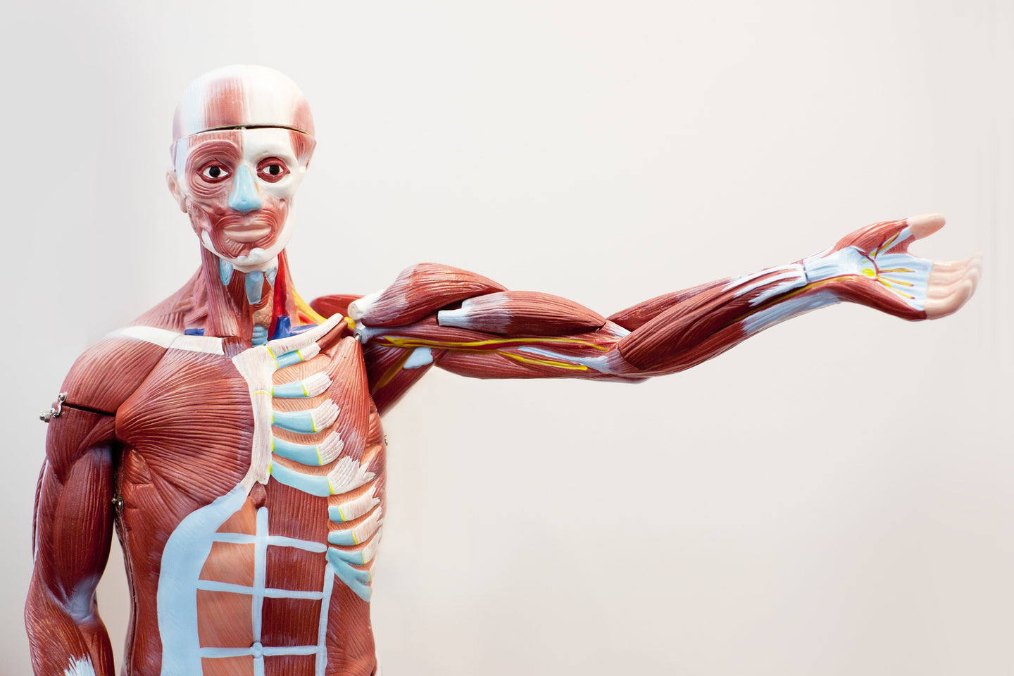 Understanding Human Musculature: A Comprehensive Guide – Animus Medicus US