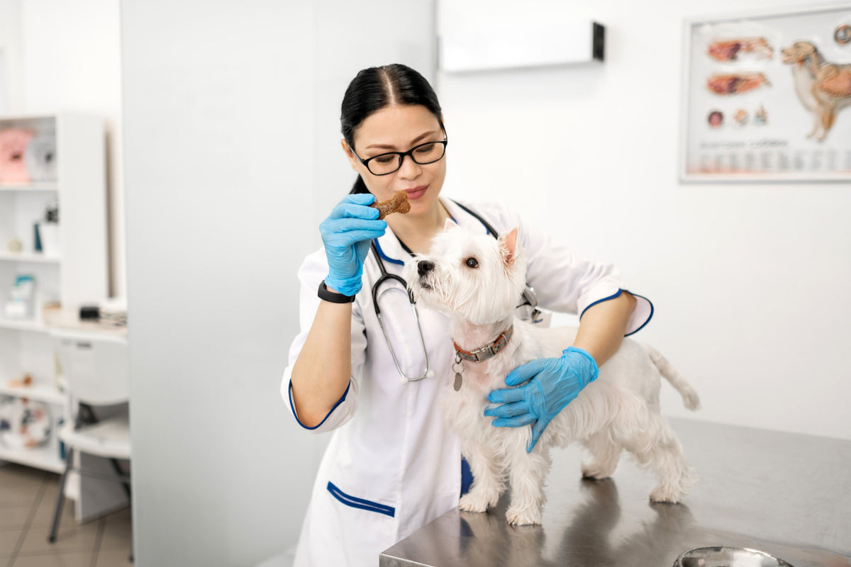 Veterinary Practice Furnishings: How to Successfully Implement It