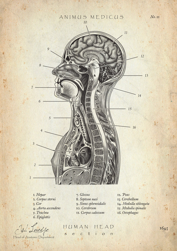 Anatomy of the Thorax