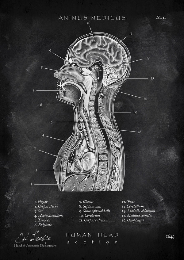 Thoracic Anatomy - Chalkboard