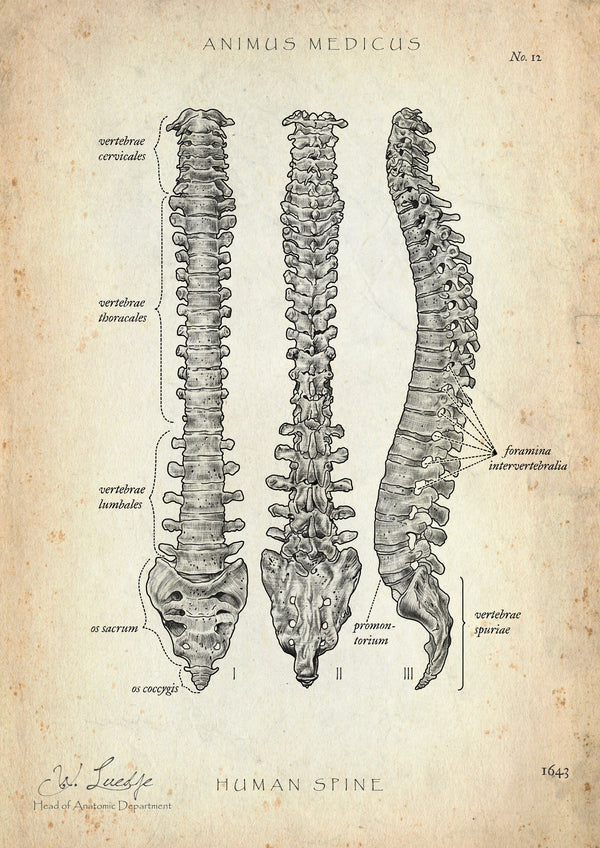 Spine | Structure and Anatomy
