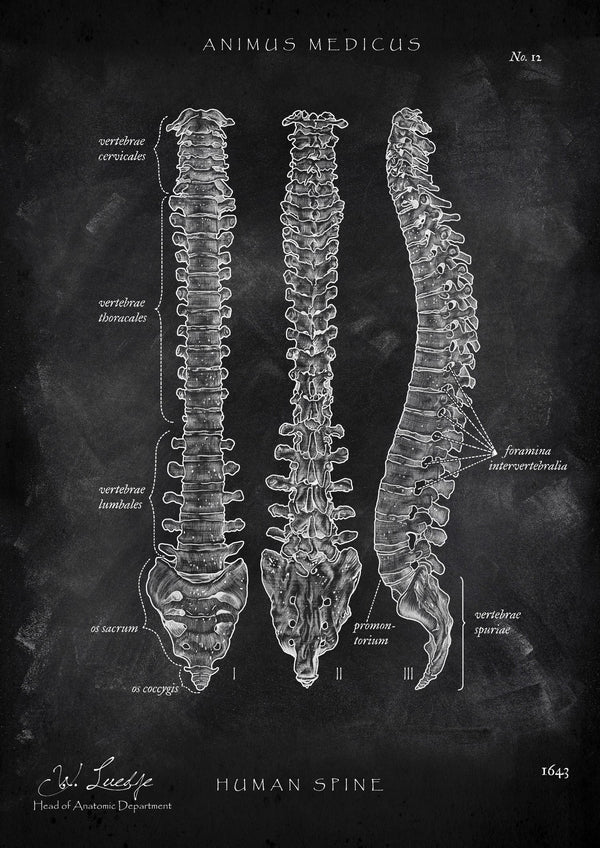 Spine | Structure and Anatomy - Chalkboard
