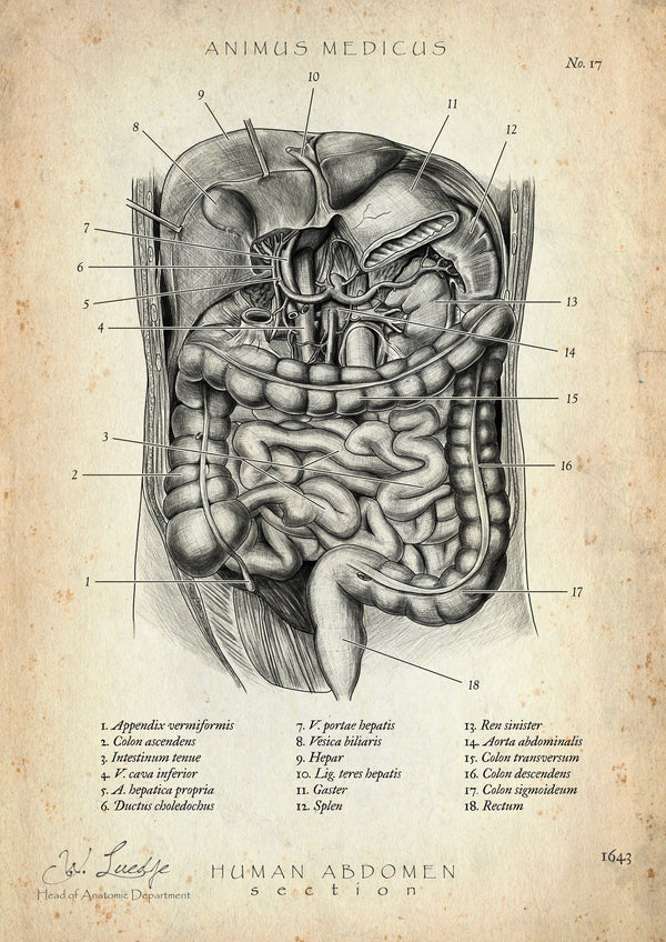 The Belly in Cross-Section