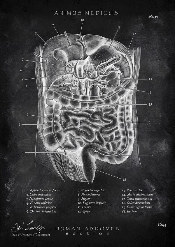 The belly in cross-section - Chalkboard