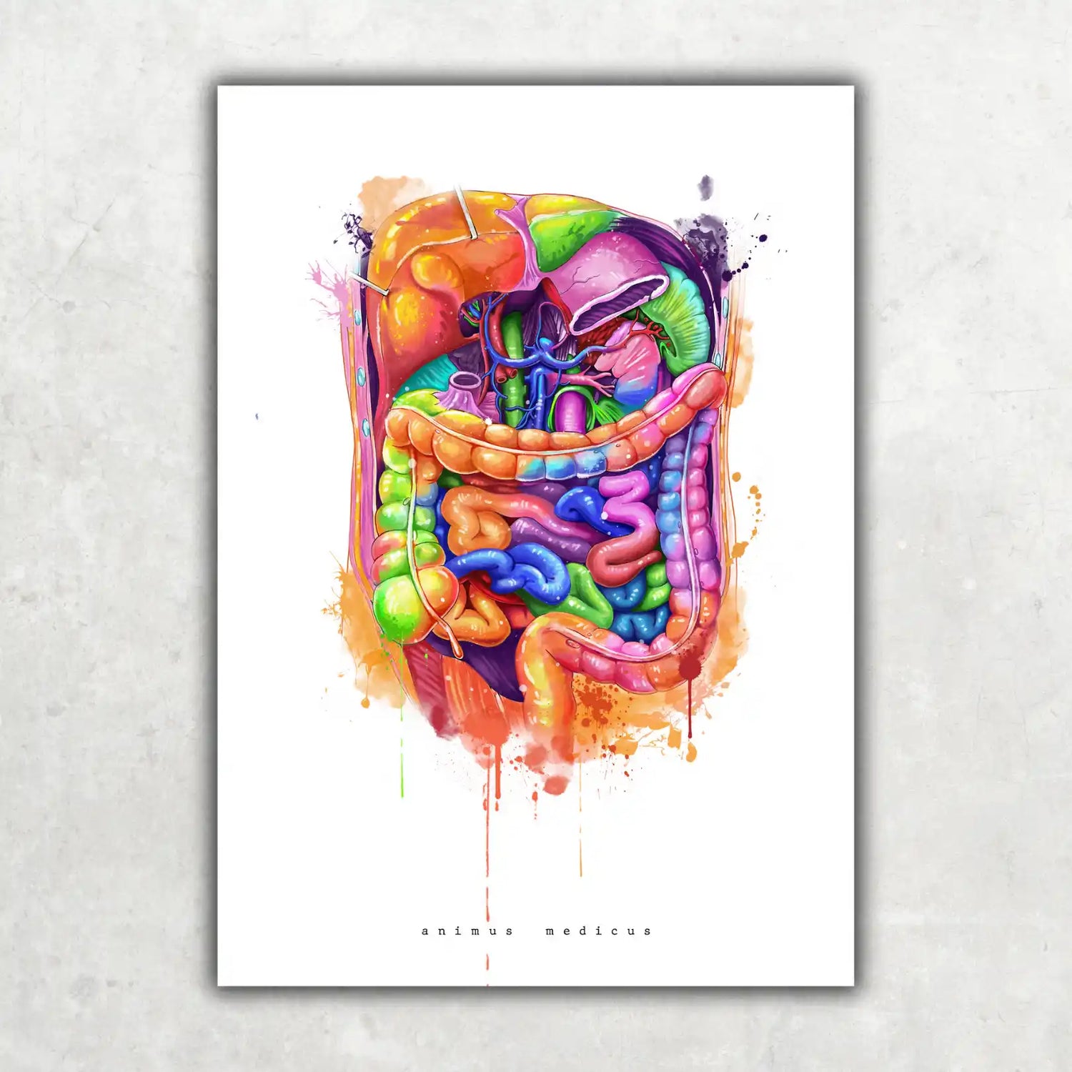 Abdomen Anatomy - Rainbow
