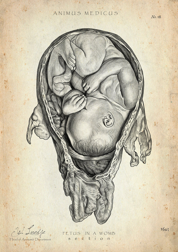 Baby in the Uterus