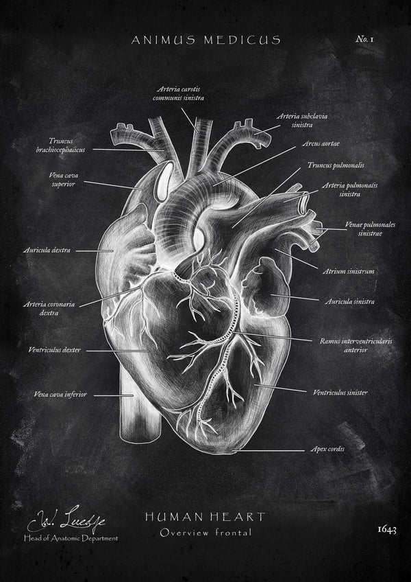 Heart Anatomy - Chalkboard