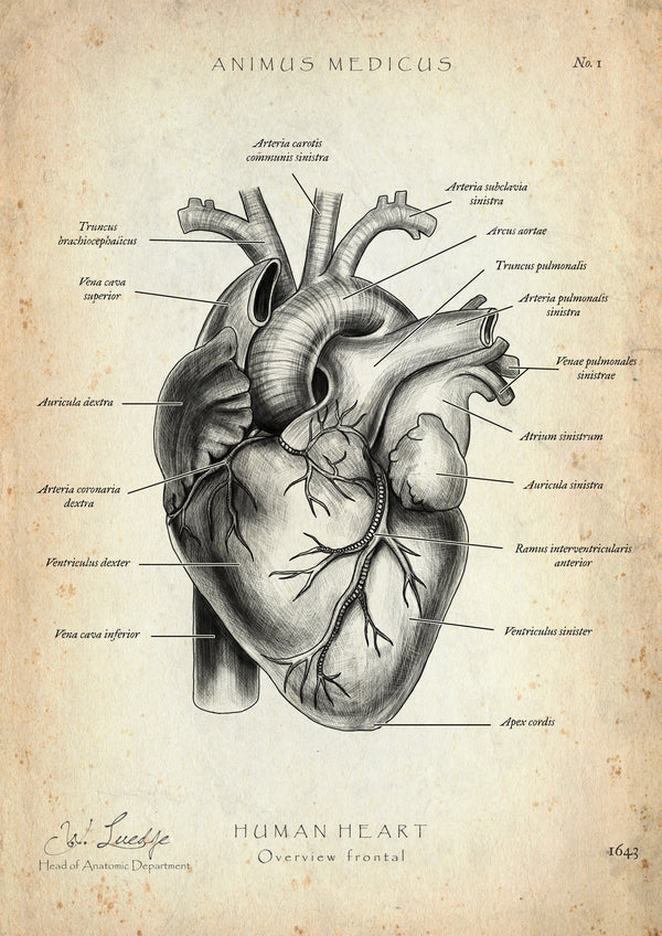 Heart Anatomy
