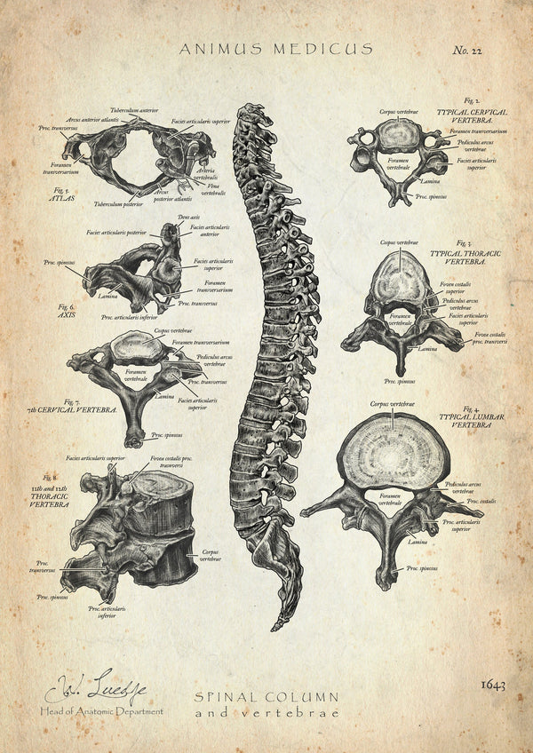 Vertebral Anatomy
