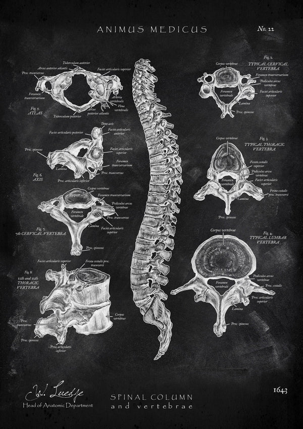 Vertebral Body Anatomy - Chalkboard