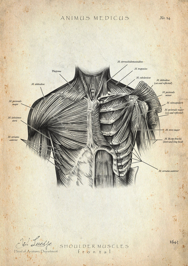 Shoulder Musculature