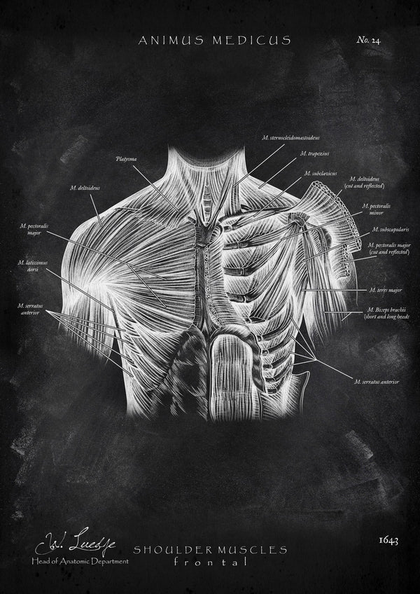 Shoulder Musculature - Chalkboard