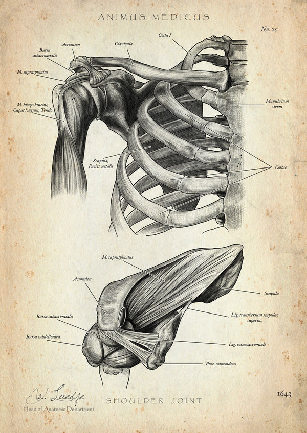 Shoulder Joint Anatomy