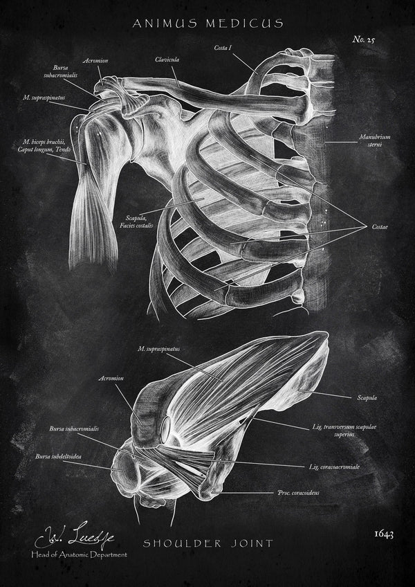 Shoulder Joint Anatomy - Chalkboard