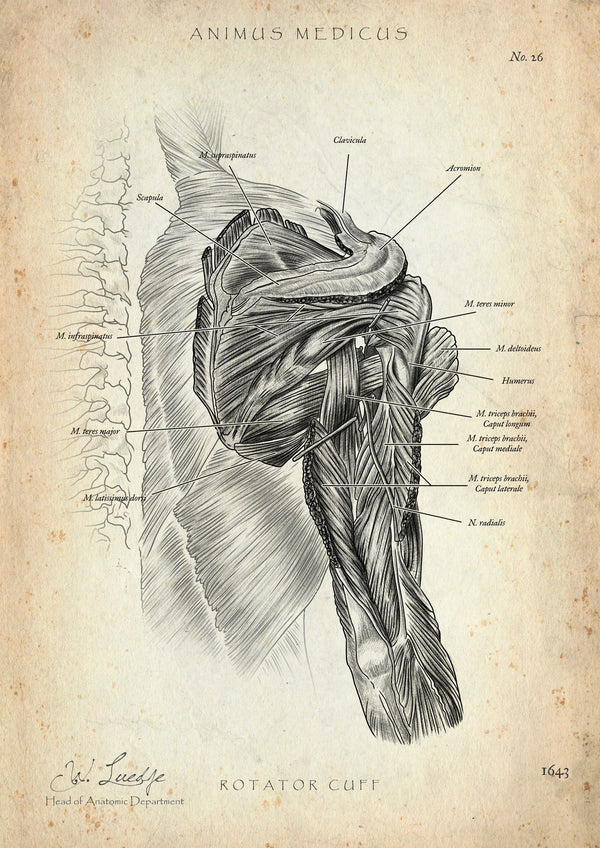 Rotator Cuff Anatomy