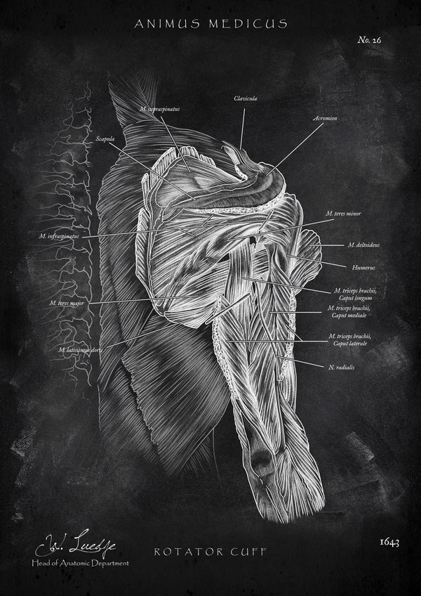 Rotator Cuff Anatomy - Chalkboard