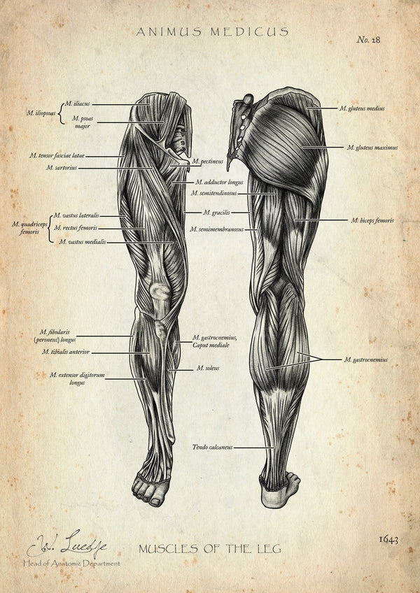 Leg Musculature Anatomy