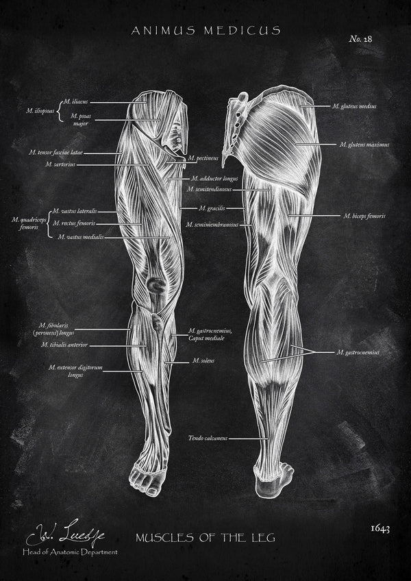 Leg Muscles Anatomy - Chalkboard