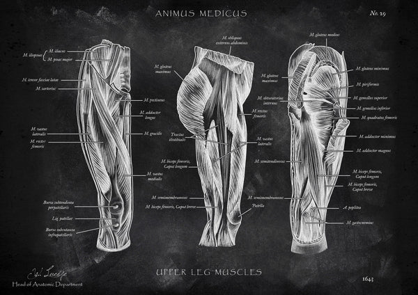 Thigh muscles - Chalkboard