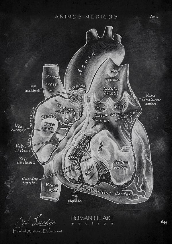 Heart Section - Chalkboard