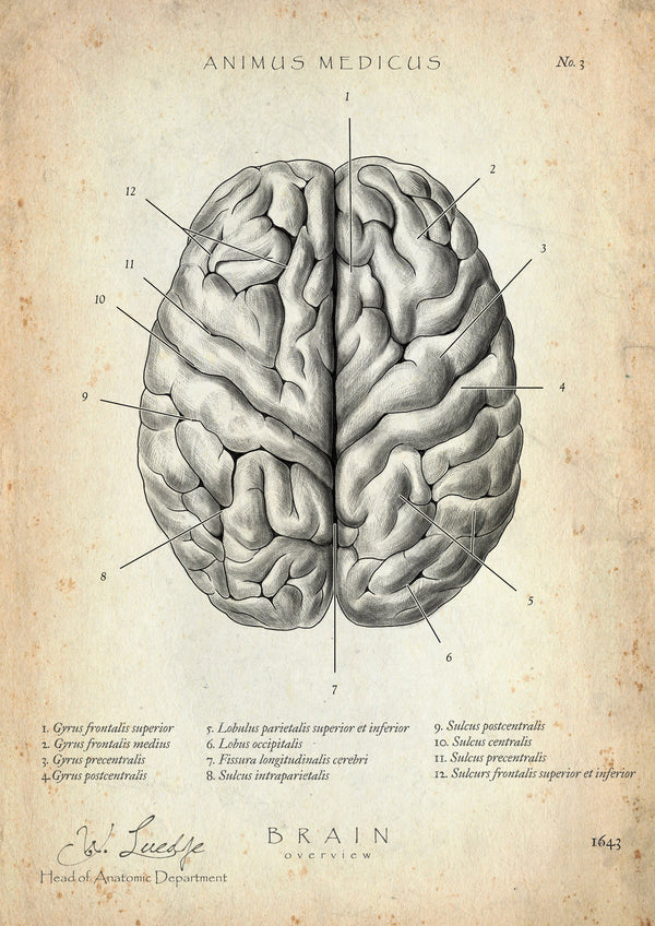 The Human Brain